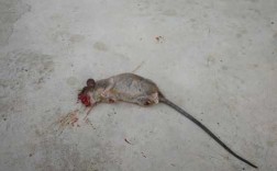 老鼠能啃动不锈钢制品吗（老鼠会咬不锈钢吗）