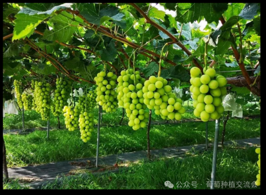 葡萄的种植方法有哪些（吐鲁番不锈钢制品定制公司）-图2