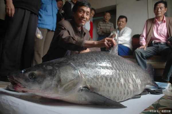 在农村买了一条30多斤的青鱼，发现有块青鱼石，如何把它取出来呢（东莞大江不锈钢制品怎样）-图2