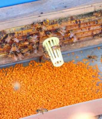 养蜂人是怎么把蜜蜂采的花粉夺来的（梅县不锈钢制品厂家）