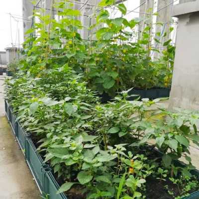 阳台如何种植蔬菜（晋州市不锈钢制品）-图1