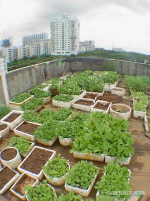 阳台如何种植蔬菜（晋州市不锈钢制品）-图3